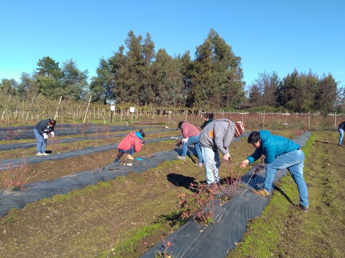 Futuros técnicos agrícolas se capacitan en plantación de avellano