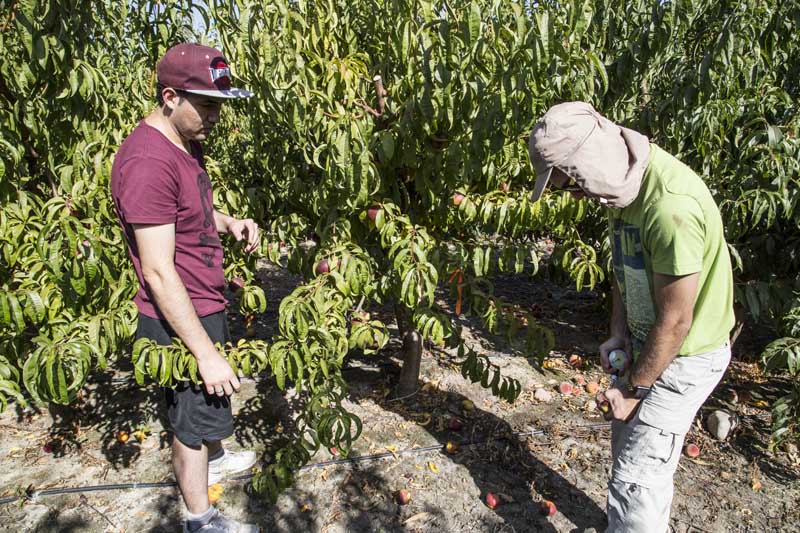 20 del agro frutícola de zona centro sur de Chile podría estar en